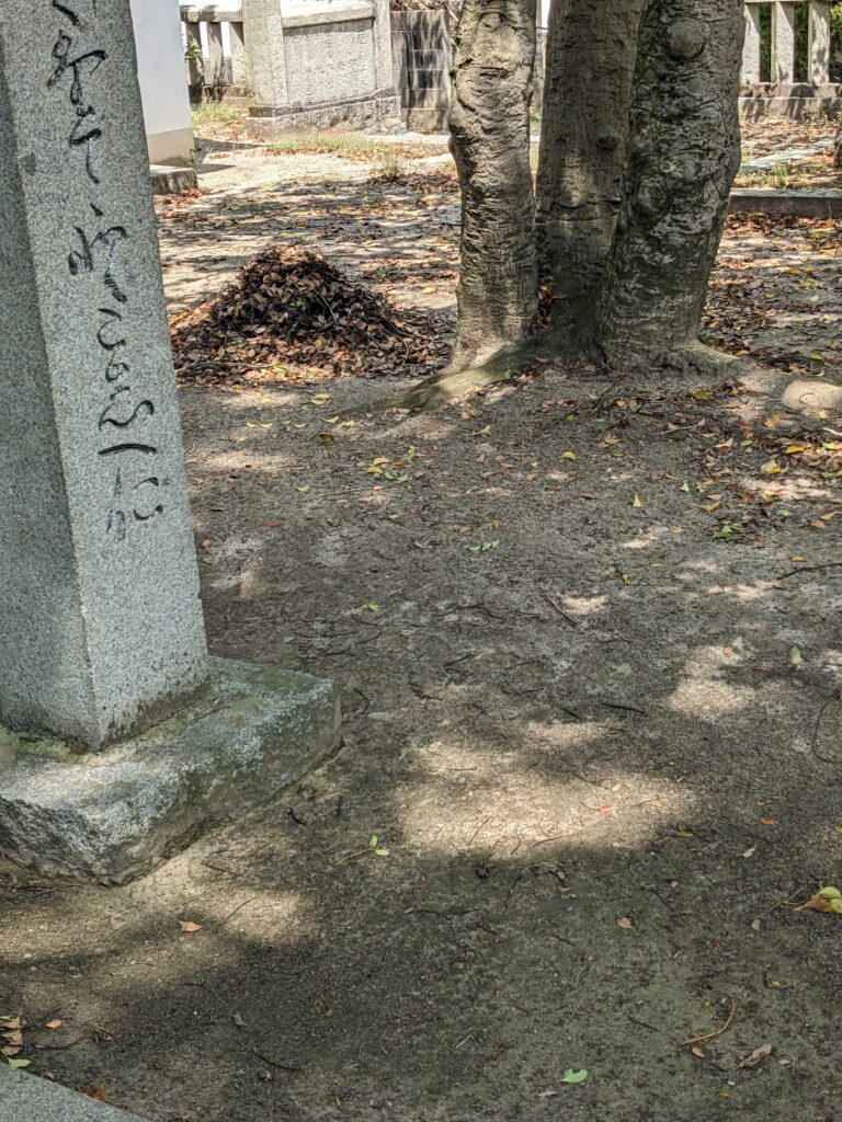 PXL 20260508